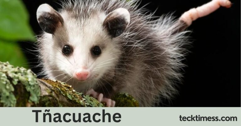 Tñacuache: A Unique Mammal from the Didelphidae Family